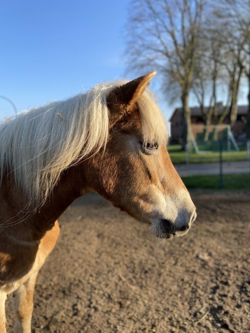 Suchen Pflegebeteiligung, luna, Reitbeteiligungen, Hohenaspe