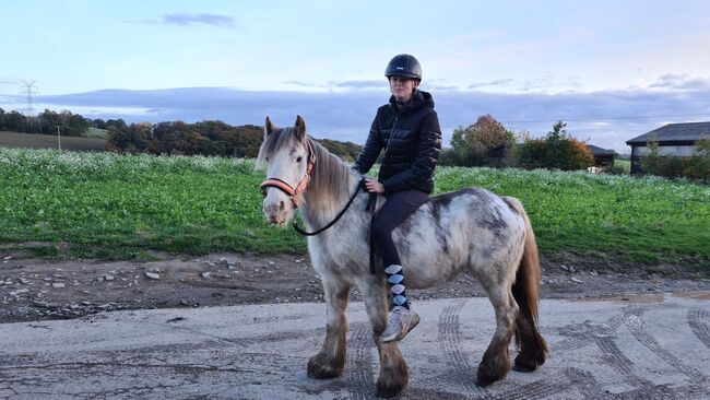 Süße Mini Tinker Stute, Jenny, Pferd kaufen, Velbert