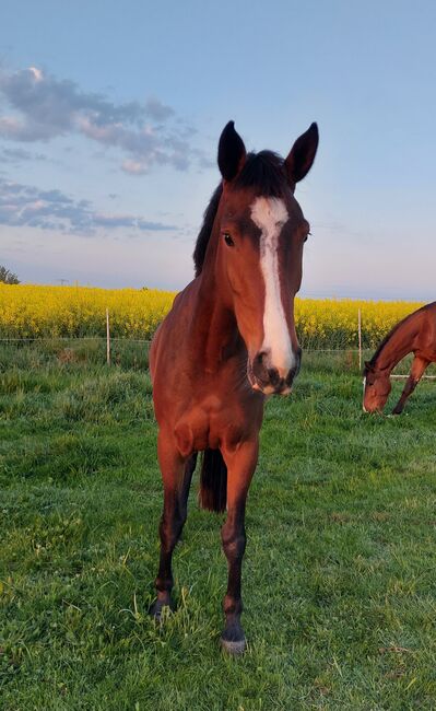 Süße  Stute, Tina, Pferd kaufen, Döbeln