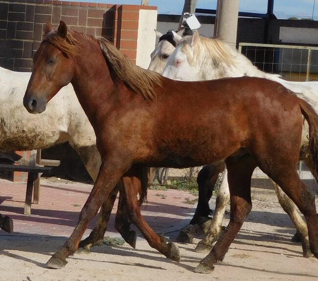 Süßer PRE Fuchs für Freizeit und mehr, Post-Your-Horse.com (Caballoria S.L.), Pferd kaufen, Rafelguaraf, Abbildung 7