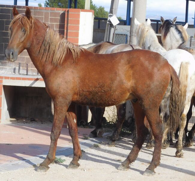 Süßer PRE Fuchs für Freizeit und mehr, Post-Your-Horse.com (Caballoria S.L.), Pferd kaufen, Rafelguaraf, Abbildung 8