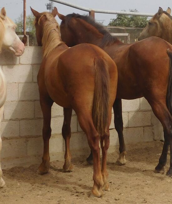 Süßer PRE Fuchs für Freizeit und mehr, Post-Your-Horse.com (Caballoria S.L.), Horses For Sale, Rafelguaraf, Image 5