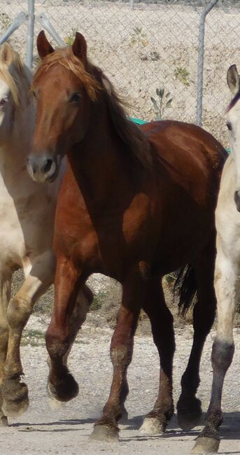 Süßer PRE Fuchs für Freizeit und mehr, Post-Your-Horse.com (Caballoria S.L.), Horses For Sale, Rafelguaraf, Image 3