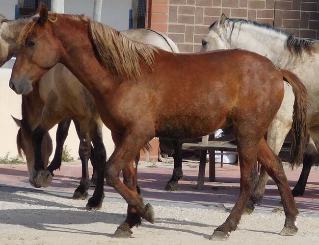 Süßer PRE Fuchs für Freizeit und mehr, Post-Your-Horse.com (Caballoria S.L.), Horses For Sale, Rafelguaraf, Image 9