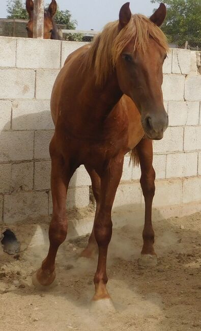 Süßer PRE Fuchs für Freizeit und mehr, Post-Your-Horse.com (Caballoria S.L.), Horses For Sale, Rafelguaraf