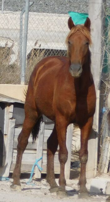 Süßer PRE Fuchs für Freizeit und mehr, Post-Your-Horse.com (Caballoria S.L.), Horses For Sale, Rafelguaraf, Image 4