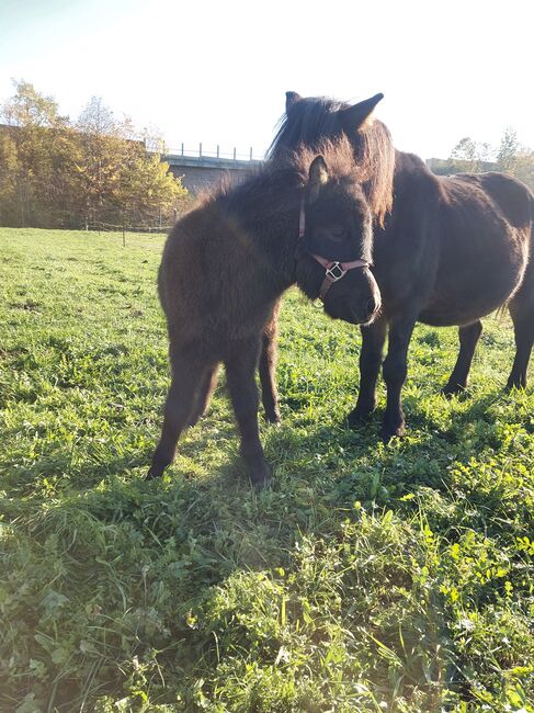 Süßes Hengstfohlen sucht neues Zuhause, Anna, Pferd kaufen, Ortrand