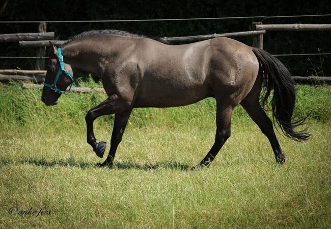 Süßes Quarter Horse Jahrling Stute, Sherrie, Horses For Sale, Niederablen, Image 6