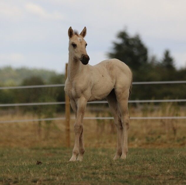 Süßes Quarter Horse Jahrling Stute, Sherrie, Konie na sprzedaż, Niederablen, Image 2