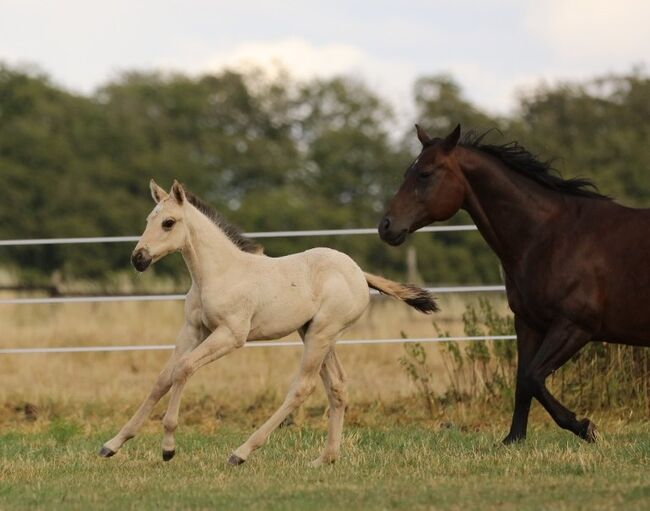 Süßes Quarter Horse Jahrling Stute, Sherrie, Pferd kaufen, Niederablen, Abbildung 3