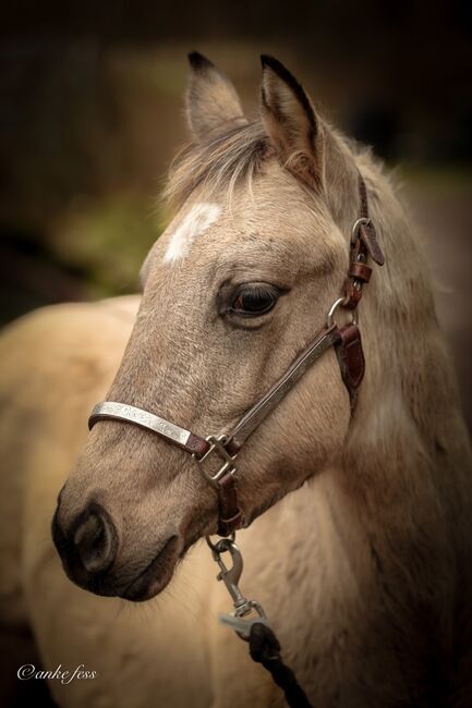 Süßes Quarter Horse Jahrling Stute, Sherrie, Pferd kaufen, Niederablen, Abbildung 7