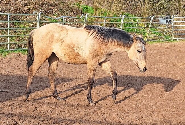 Süßes Quarter Horse Jahrling Stute, Sherrie, Pferd kaufen, Niederablen, Abbildung 4