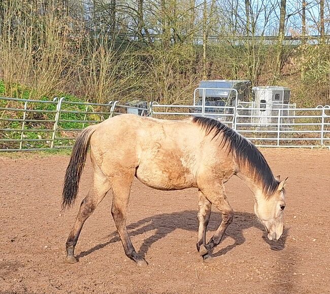 Süßes Quarter Horse Jahrling Stute, Sherrie, Pferd kaufen, Niederablen, Abbildung 8