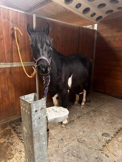 Süsses Scheck Pony, saskia frey, Pferd kaufen, Zuzgen