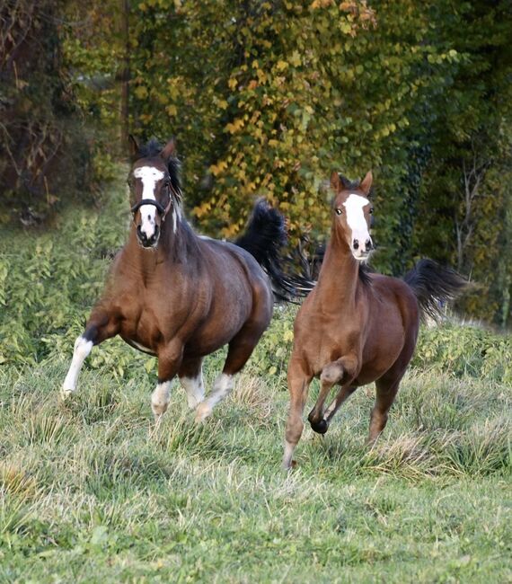 Zuckermaus, SF 05/21 von Blackburn AT G, Julie Rogers-Howes, Horses For Sale, Haaren , Image 10