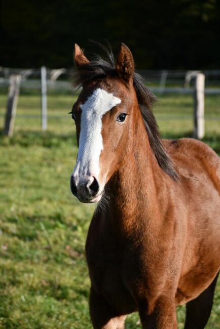 Zuckermaus, SF 05/21 von Blackburn AT G, Julie Rogers-Howes, Horses For Sale, Haaren , Image 12