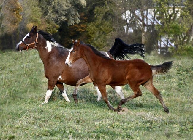 Zuckermaus, SF 05/21 von Blackburn AT G, Julie Rogers-Howes, Horses For Sale, Haaren , Image 9