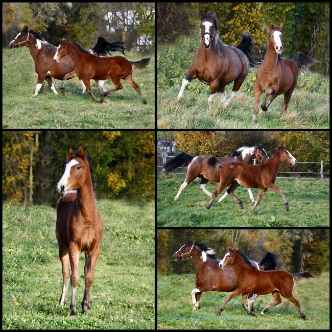 Zuckermaus, SF 05/21 von Blackburn AT G, Julie Rogers-Howes, Horses For Sale, Haaren , Image 11