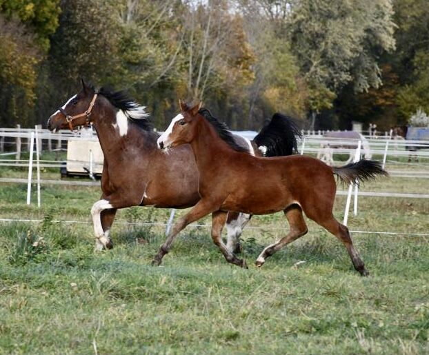 Zuckermaus, SF 05/21 von Blackburn AT G, Julie Rogers-Howes, Horses For Sale, Haaren , Image 13