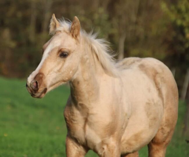 Zuckersüßer Schönling sucht Herz zum Erobern, Kerstin Rehbehn (Pferdemarketing Ost), Horses For Sale, Nienburg