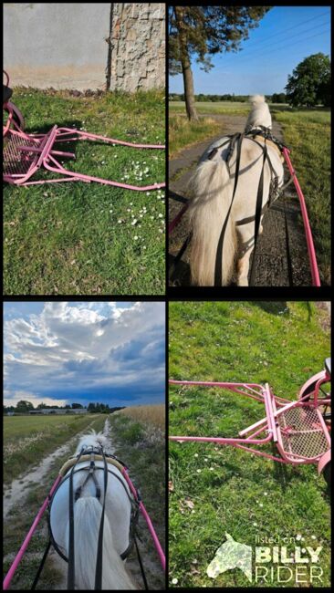 Sulky Shetty, Nicole Pautz, Carriages, Hestedt, Image 6