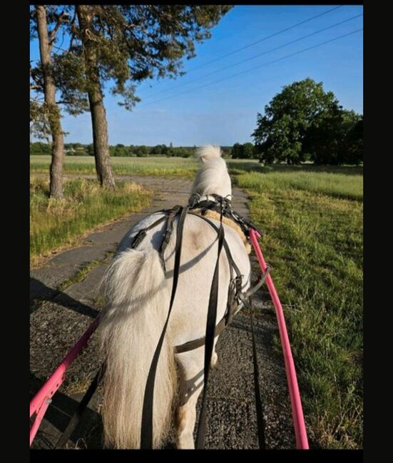Sulky Shetty, Nicole Pautz, Carriages, Hestedt, Image 4