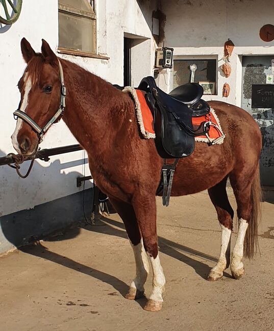 Sommer Evolution Wanderreitsattel, Sommer Evolution, Franciska , Endurance Saddle, Deutsch Goritz, Image 2