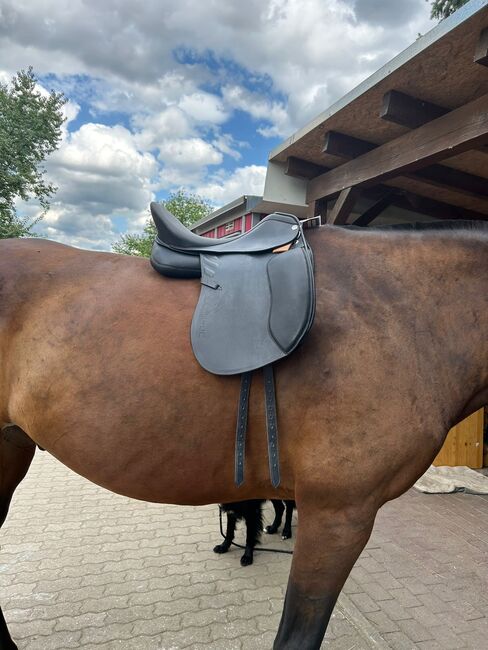 Sommer Passion Dressur, Sommer Passion, Denise Huscher, Dressage Saddle, Castell 