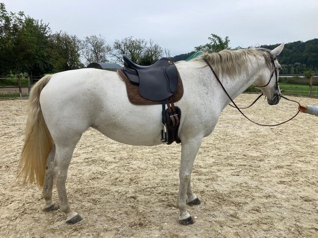 Sommer Sattel Marakesh, Sommer Marakesh, Sara, All Purpose Saddle, Bern 65 SBB, Image 6