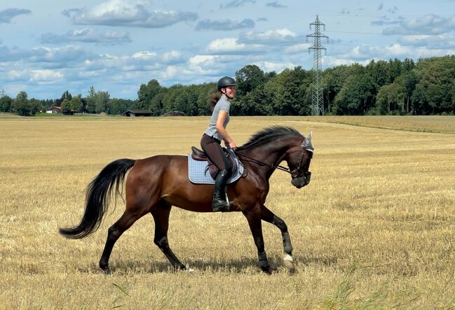 Super Allrounder und absolutes Herzenspferd abzugeben, Kerstin Rehbehn (Pferdemarketing Ost), Horses For Sale, Nienburg, Image 8