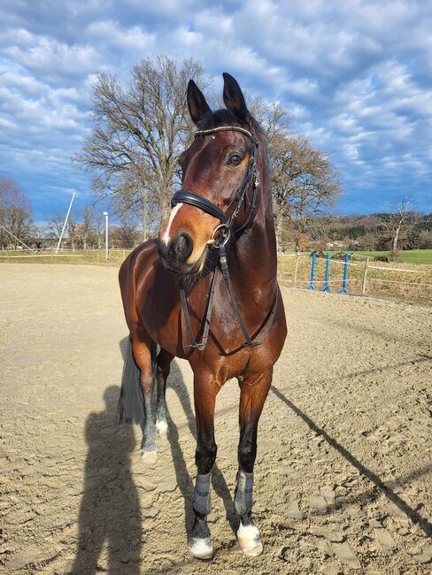 Super Allrounder und absolutes Herzenspferd abzugeben, Kerstin Rehbehn (Pferdemarketing Ost), Horses For Sale, Nienburg, Image 2