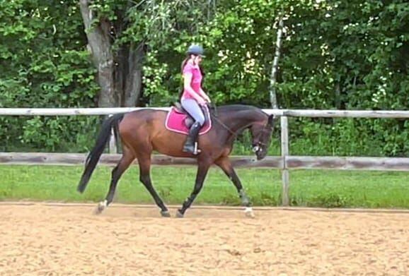 Super Allrounder und absolutes Herzenspferd abzugeben, Kerstin Rehbehn (Pferdemarketing Ost), Pferd kaufen, Nienburg, Abbildung 5