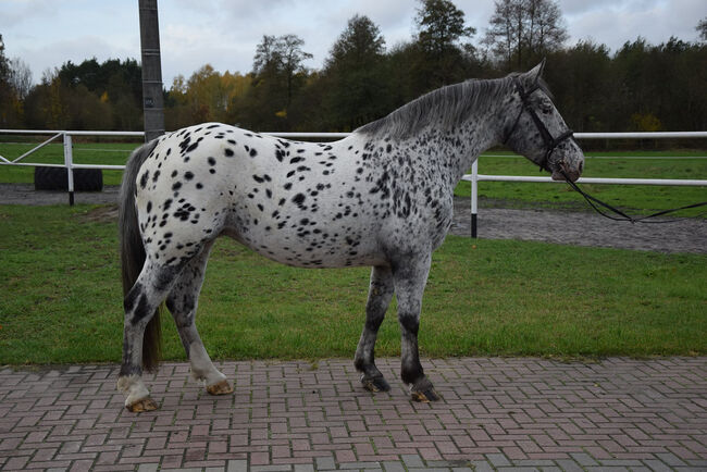 Super Eyecatcher! Tigerschecke Stute! Verlasspferd, Klara, Horses For Sale, Chelmno