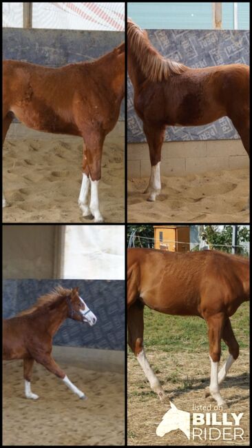 Super braver, doppelt registrierter Quarter Horse/Paint Horse Jährling, Kerstin Rehbehn (Pferdemarketing Ost), Horses For Sale, Nienburg, Image 10