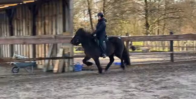Super braves Islandpferd, Silke Köhler, Horses For Sale, Image 2