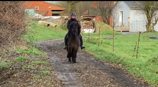 Super braves Islandpferd, Silke Köhler, Horses For Sale, Image 3