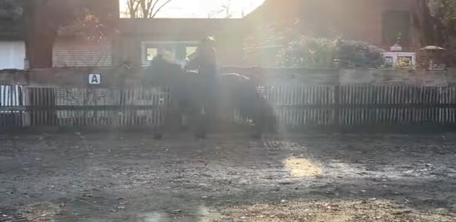 Super braves Islandpferd, Silke Köhler, Horses For Sale, Image 7