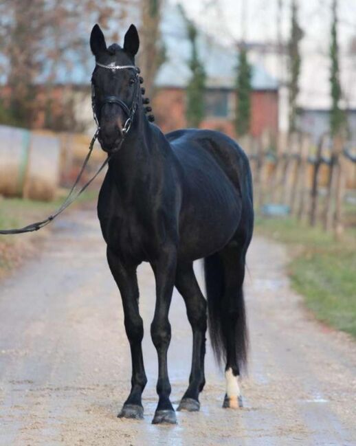Super - braver Wallach - 9 Jahre - Stockmaß 160 - Familienpferd (kein Notverkauf!), Sabrina , Horses For Sale, Tulln