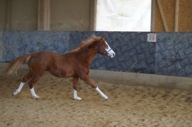 Super braver, doppelt registrierter Quarter Horse/Paint Horse Jährling, Kerstin Rehbehn (Pferdemarketing Ost), Pferd kaufen, Nienburg, Abbildung 4