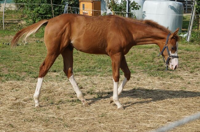 Super braver, doppelt registrierter Quarter Horse/Paint Horse Jährling, Kerstin Rehbehn (Pferdemarketing Ost), Pferd kaufen, Nienburg