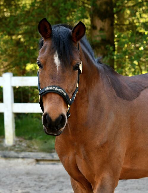 Super braves bildhübsches Kinderpony/Dressurpony/Freizeitpony, Janina, Pferd kaufen, Sundern