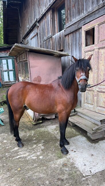 Super braves Welsh-Pony, Chiara Trinker, Pferd kaufen, Judenburg