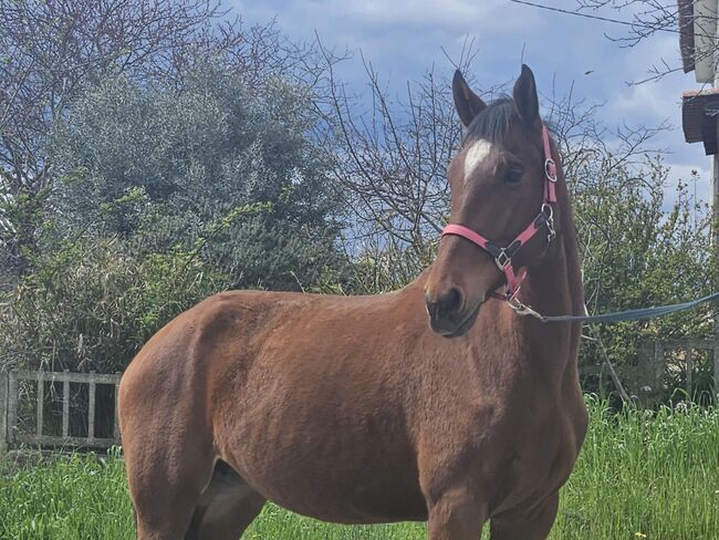 Super schicke Lusitano Cruzado Stute, Shirin Sahin, Horses For Sale, Altenstadt , Image 3