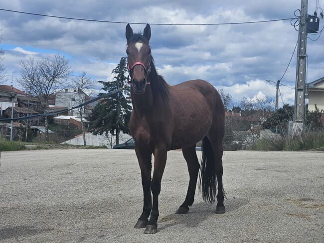 Super schicke Lusitano Cruzado Stute, Shirin Sahin, Horses For Sale, Altenstadt , Image 4