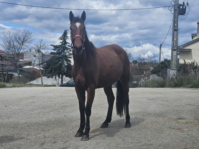 Super schicke Lusitano Cruzado Stute, Shirin Sahin, Horses For Sale, Altenstadt , Image 5