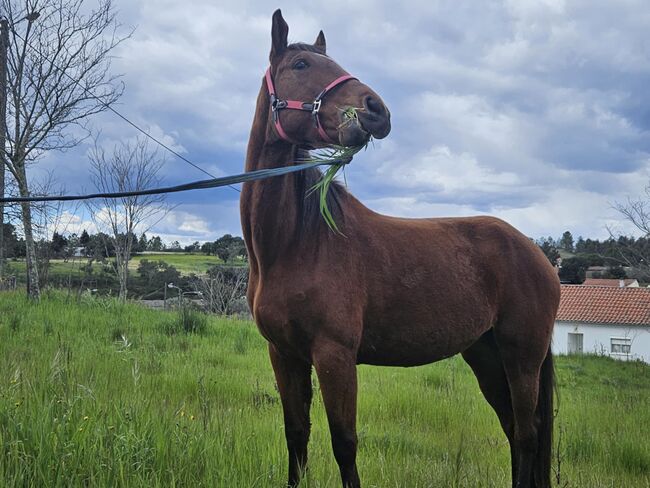 Super schicke Lusitano Cruzado Stute, Shirin Sahin, Horses For Sale, Altenstadt , Image 8