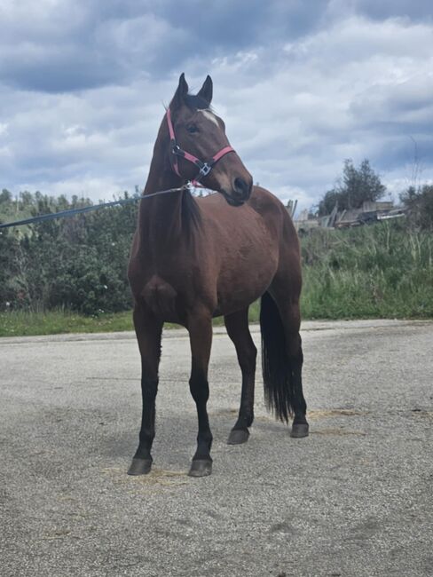 Super schicke Lusitano Cruzado Stute, Shirin Sahin, Horses For Sale, Altenstadt , Image 2