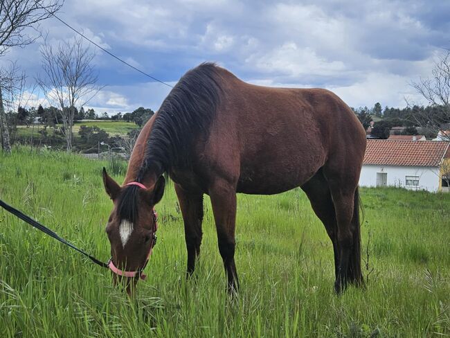 Super schicke Lusitano Cruzado Stute, Shirin Sahin, Horses For Sale, Altenstadt , Image 10