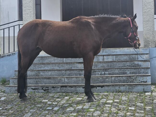 Super schicke Lusitano Cruzado Stute, Shirin Sahin, Horses For Sale, Altenstadt , Image 6