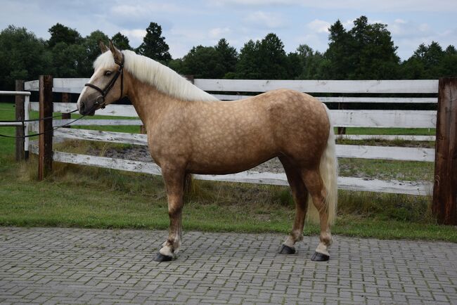Super schicke Palomino Stute - Freizeit/Western/Barock, Klara, Horses For Sale, Chelmno